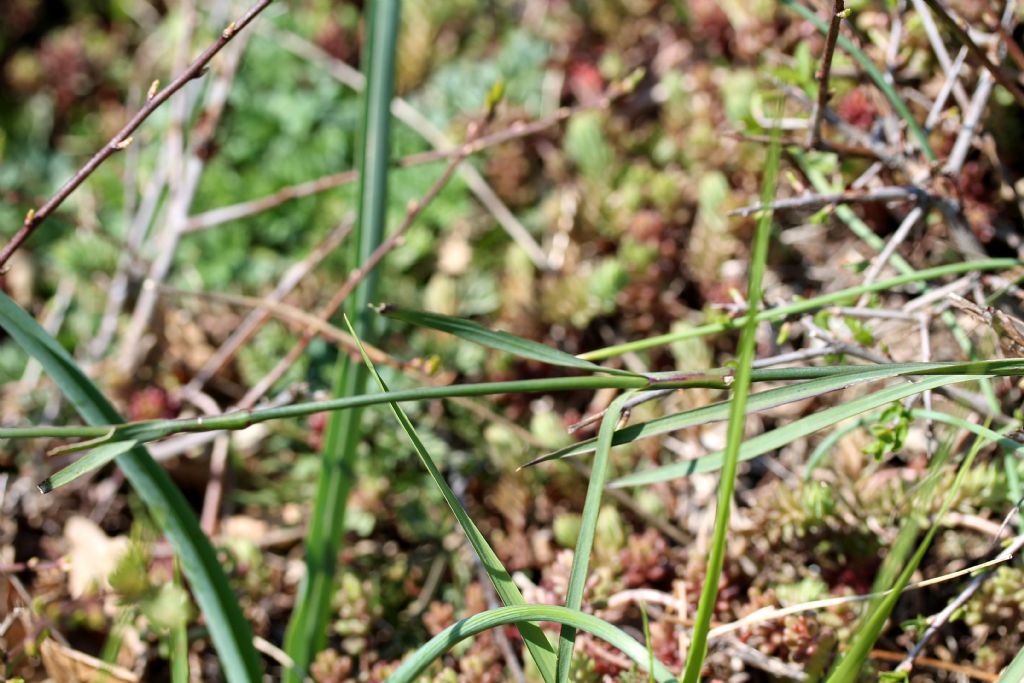 Dianthus carthusianorum